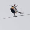 9. Eierfliegen MSG Gechingen 21.04.2014