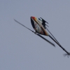 9. Eierfliegen MSG Gechingen 21.04.2014
