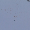 9. Eierfliegen MSG Gechingen 21.04.2014