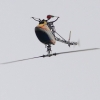 9. Eierfliegen MSG Gechingen 21.04.2014