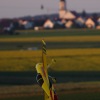 Airlinertreffen MSV Blaustein - Bermaringen e.V. 05.06..2010