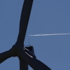 Airlinertreffen MSV Blaustein - Bermaringen e.V. 05.06..2010