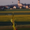 Airlinertreffen MSV Blaustein - Bermaringen e.V. 05.06..2010