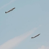Airlinertreffen Oppingen