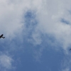 Airlinertreffen Oppingen
