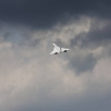 Airlinertreffen Oppingen