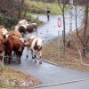 Almabtrieb