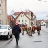 Almabtrieb