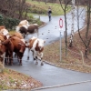 Almabtrieb