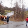 Almabtrieb