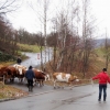 Almabtrieb