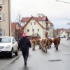 Almabtrieb