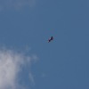BaWü Airgames 2010