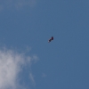 BaWü Airgames 2010
