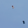 BaWue Airgames 2012