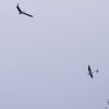 BaWue Airgames 2012