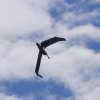 BaWue Airgames 2012