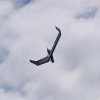 BaWue Airgames 2012