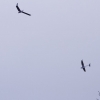 BaWue Airgames 2012