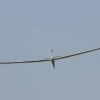 Berblinger Flugwettbewerb 2011