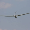 Berblinger Flugwettbewerb 2011