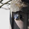 Blaumeise