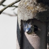 Blaumeise