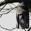 Blaumeise