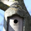 Blaumeise