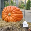 Blühendes Barock Ludwigsburg