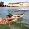 Blühendes Barock Ludwigsburg