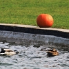 Blühendes Barock Ludwigsburg