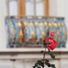 Blühendes Barock Ludwigsburg