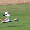 Böblinger Modellflugtag 27.09.2015