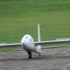 Böblinger Modellflugtag 27.09.2015