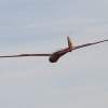 Böblinger Modellflugtage 28.09.2014