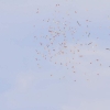 Böblinger Modellflugtage 28.09.2014