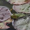 Botanischer Garten Tübingen