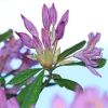 Botanischer Garten Tübingen