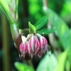 Botanischer Garten Tübingen