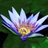 Botanischer Garten Tübingen