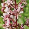 Botanischer Garten Tübingen
