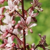 Botanischer Garten Tübingen