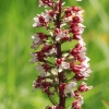 Botanischer Garten Tübingen
