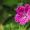 Botanischer Garten Tübingen