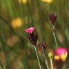 Botanischer Garten Tübingen
