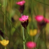 Botanischer Garten Tübingen