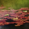 Botanischer Garten Tübingen