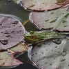 Botanischer Garten Tübingen