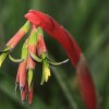 Botanischer Garten Tübingen 02.03.2014